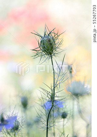 ニゲラ(クロタネソウ) 55267703