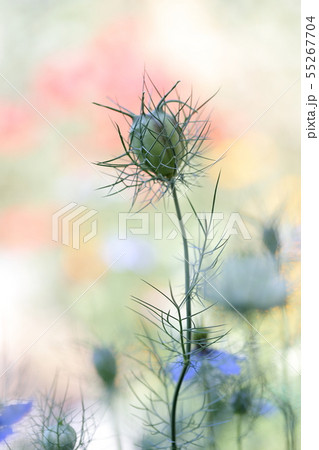 ニゲラ(クロタネソウ) 55267704