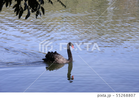 サンパウロの公園に棲息する黒鳥 サンパウロの公園に棲息する黒鳥 55268807