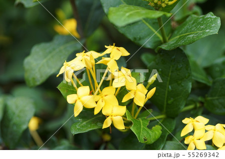 イクソラ・サンキスト　　 Ixora 'Sunkist' 55269342