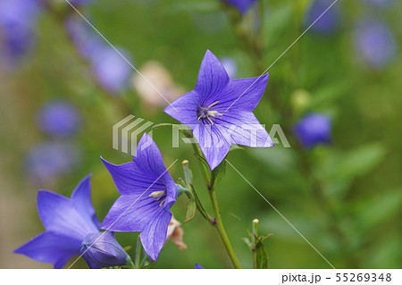 キキョウ　balloon flower  55269348