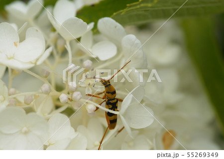 ノリウツギ ヨツスジトラカミキリ Hydrangea paniculata ノリウツギ ヨツスジトラカミキリ Hydrangea paniculata 55269349