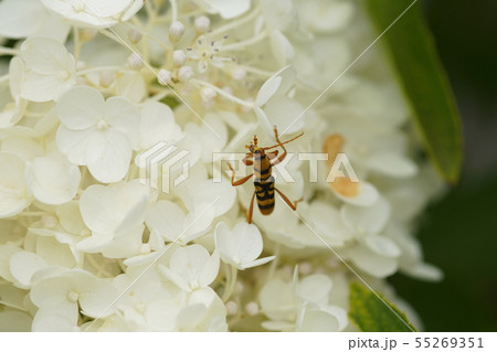 ノリウツギ  ヨツスジトラカミキリ　　Hydrangea paniculata 55269351