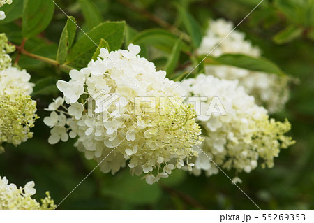 ノリウツギ  ヨツスジトラカミキリ　　Hydrangea paniculata 55269353
