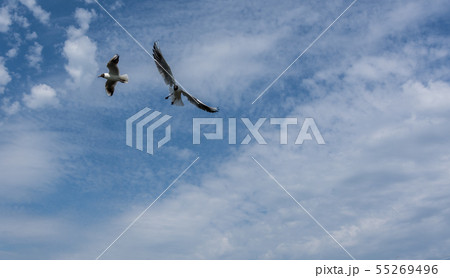 two seagulls are flying against the blue sky and two seagulls are flying against the blue sky and 55269496