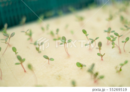 Seeds prepared for hydroponic vegetables. 55269519