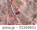 Bud of Sakura (Cherry blossoms). 55269631
