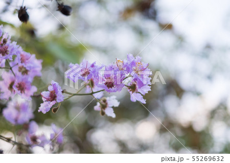 Pride of India or Queen's flower. Pride of India or Queen's flower. 55269632