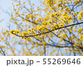 Cornus officinalis sieb. 55269646