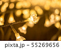 Closeup of flower shaped LED lights in Nabana No 55269656