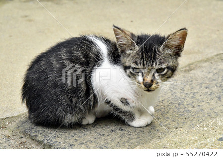 野良猫 かわいいの写真素材