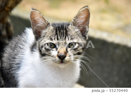 仔猫 かわいい 仔猫 かわいい 55270440