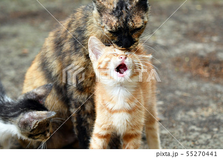 猫の親子 55270441