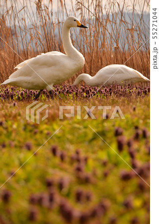 瓢湖の春 瓢湖の春 55271044