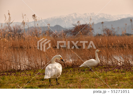 瓢湖の春 55271051