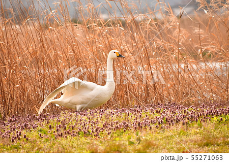 瓢湖の春 55271063