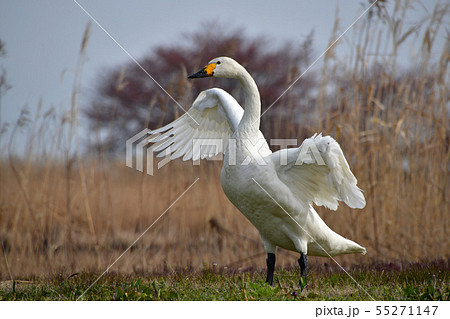 瓢湖の春 瓢湖の春 55271147