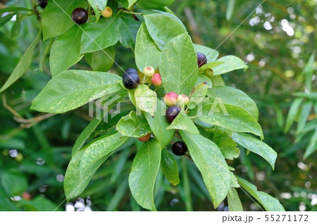 イヌビワの実 55271172