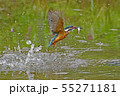カワセミ 55271181