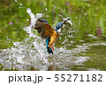 カワセミ 55271182