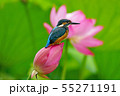 カワセミ 55271191