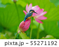カワセミ 55271192