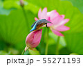 カワセミ 55271193