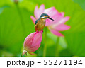 カワセミ 55271194