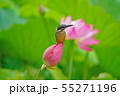 カワセミ 55271196