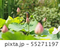 カワセミ 55271197