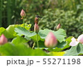カワセミ 55271198