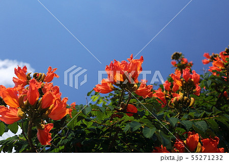 カエンボク 55271232