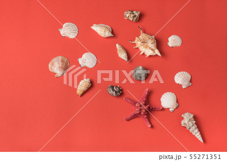 Pattern from variety of seashells on the Pattern from variety of seashells on the 55271351