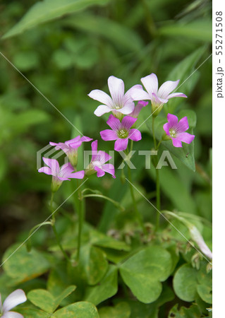 紫のかわいい花 ムラサキカタバミ の写真素材