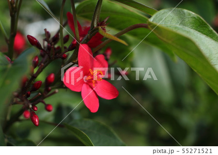 テイキンザクラ 55271521