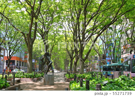 定禅寺通のケヤキ並木 55271739
