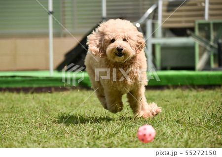 スタンダードプードル スタンダードプードル 55272150