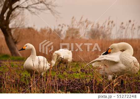 瓢湖の春 55272248