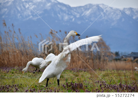 瓢湖の春 瓢湖の春 55272274