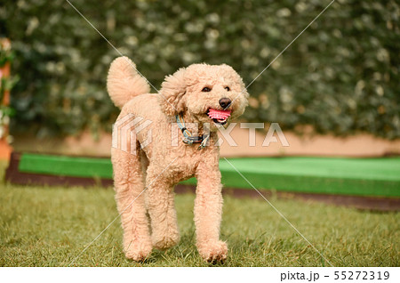 スタンダードプードル 55272319