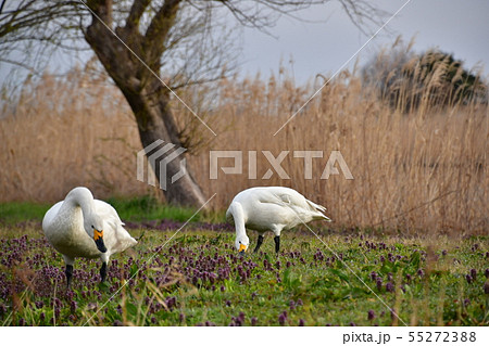 瓢湖の春 瓢湖の春 55272388
