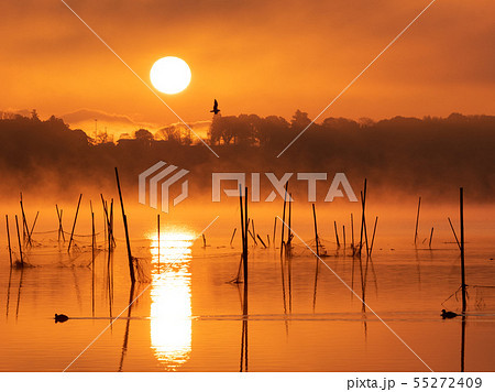 印旛沼の夜明 55272409