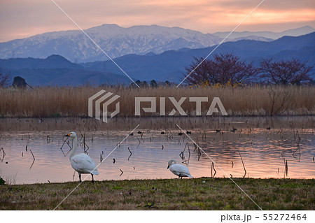 瓢湖の春 瓢湖の春 55272464