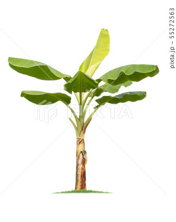 isolated big Banana tree on White Background. 55272563