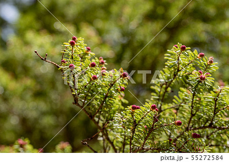 コメツガの花 コメツガの花 55272584