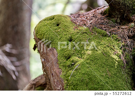苔むした木の根の写真素材