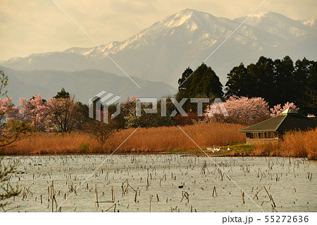 瓢湖の春 瓢湖の春 55272636