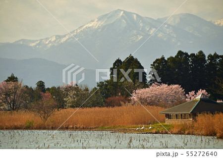 瓢湖の春 55272640