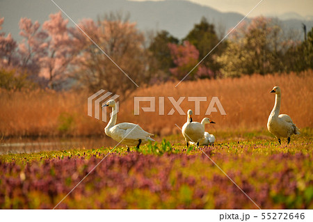 瓢湖の春 55272646