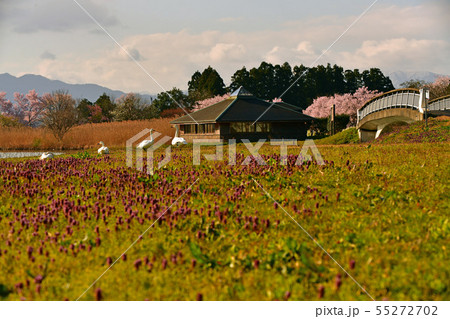 瓢湖の春 55272702